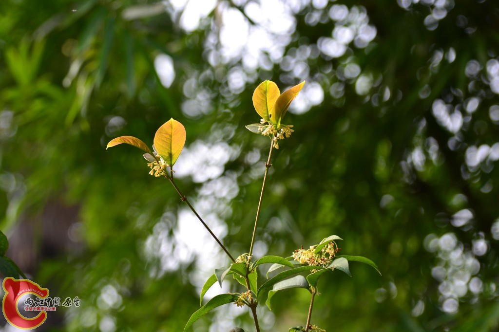 conew_20111111-597.jpg