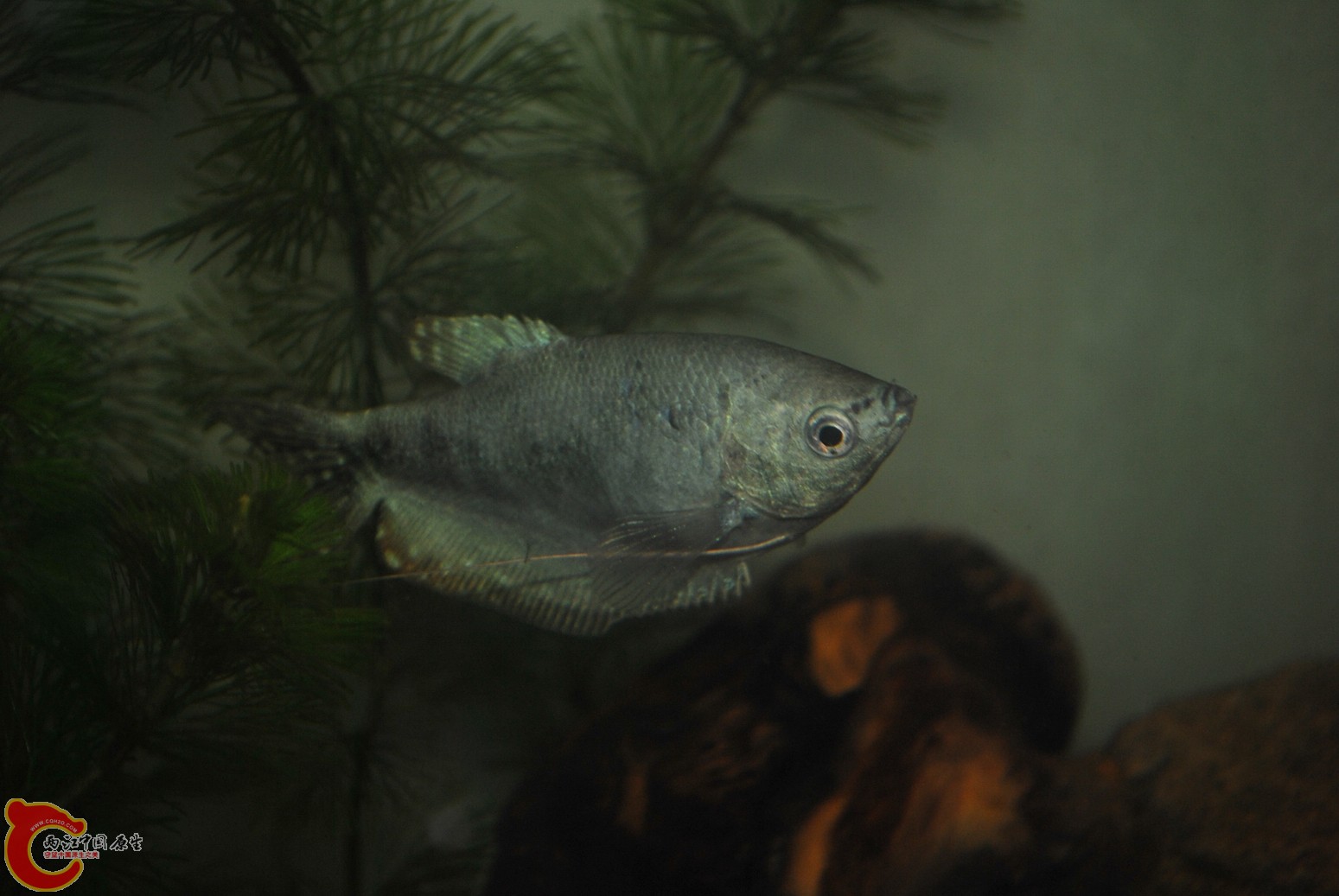 非原生鱼缸 001.jpg