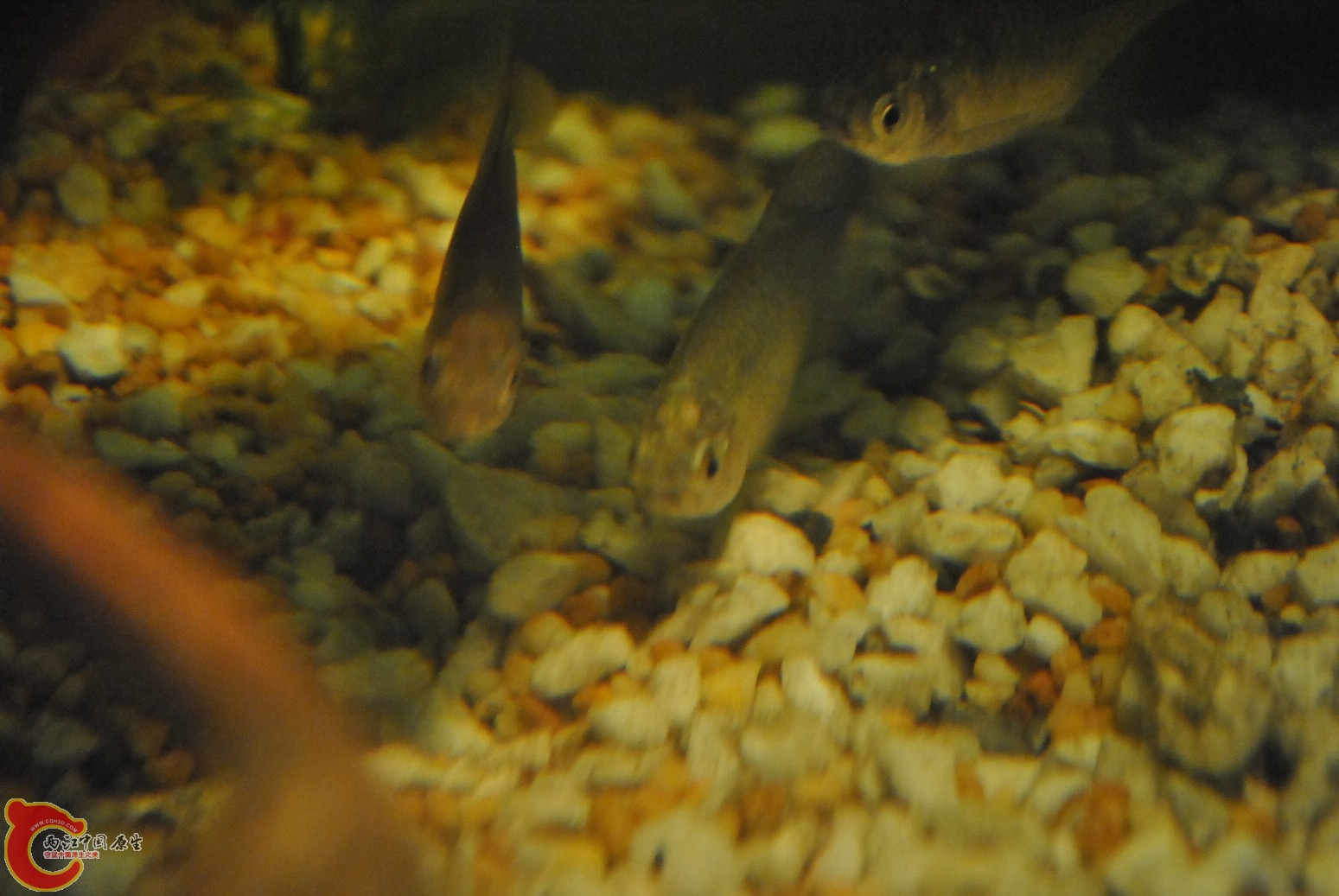 非原生鱼缸 005.jpg