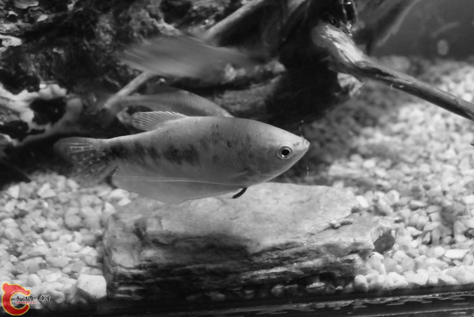 非原生鱼缸 013.jpg