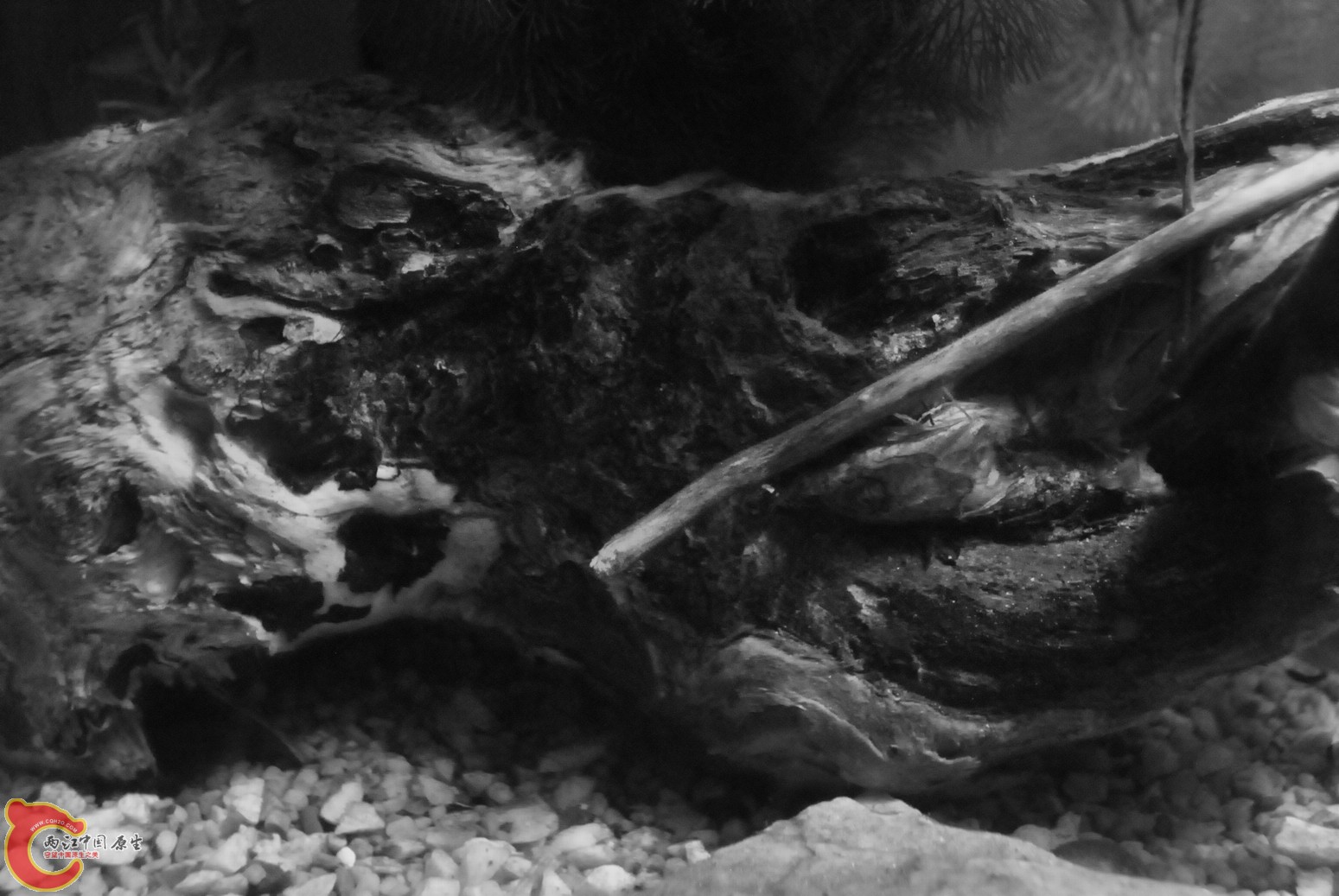 非原生鱼缸 015.jpg