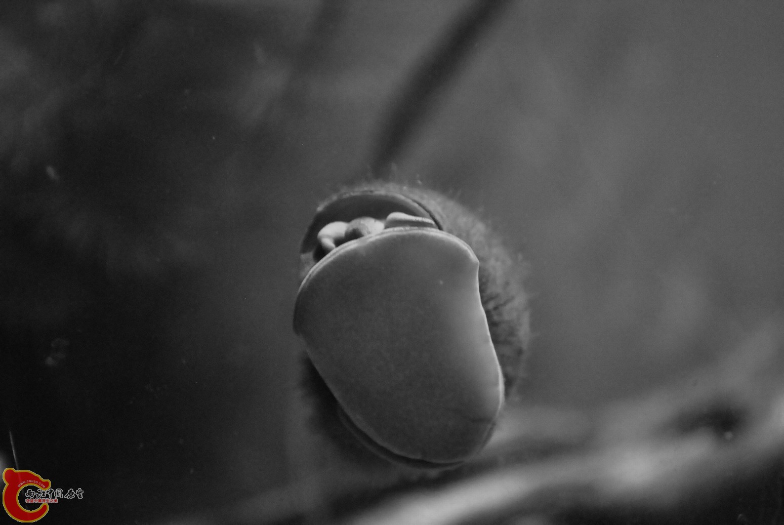 非原生鱼缸 017.jpg