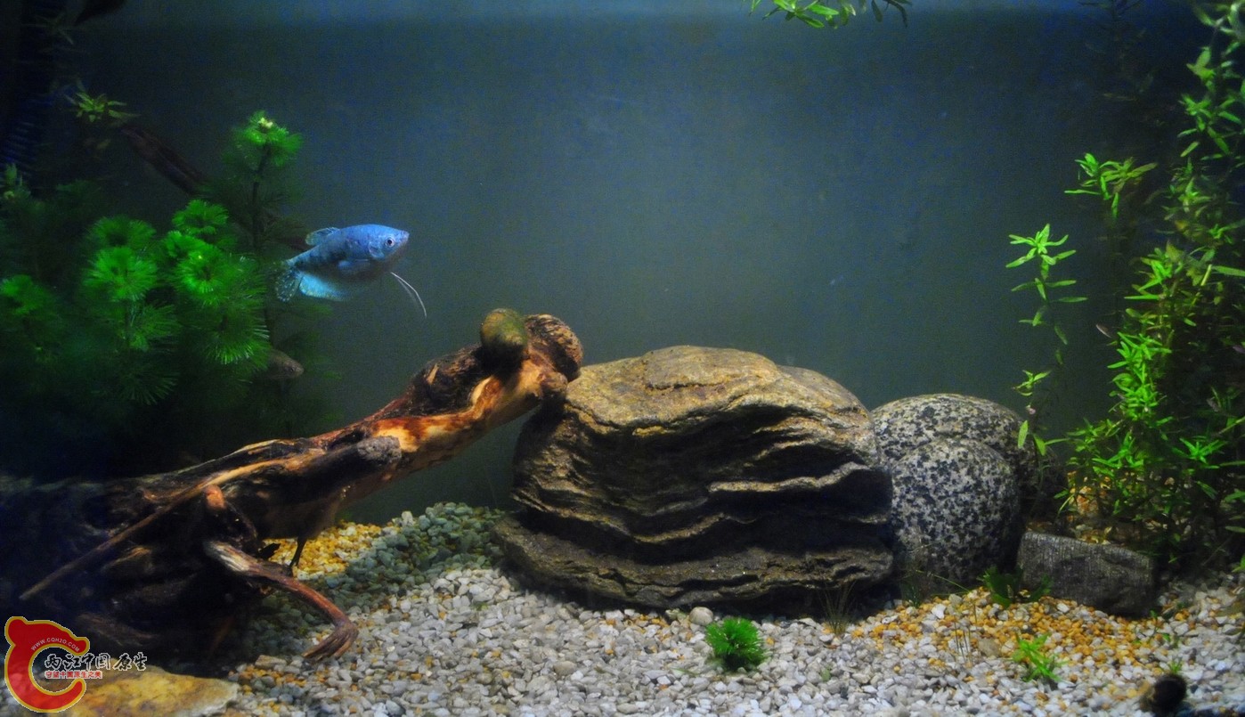 非原生鱼缸 026.jpg