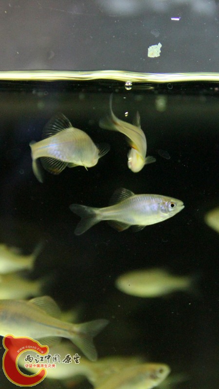 失败了，继续。。。