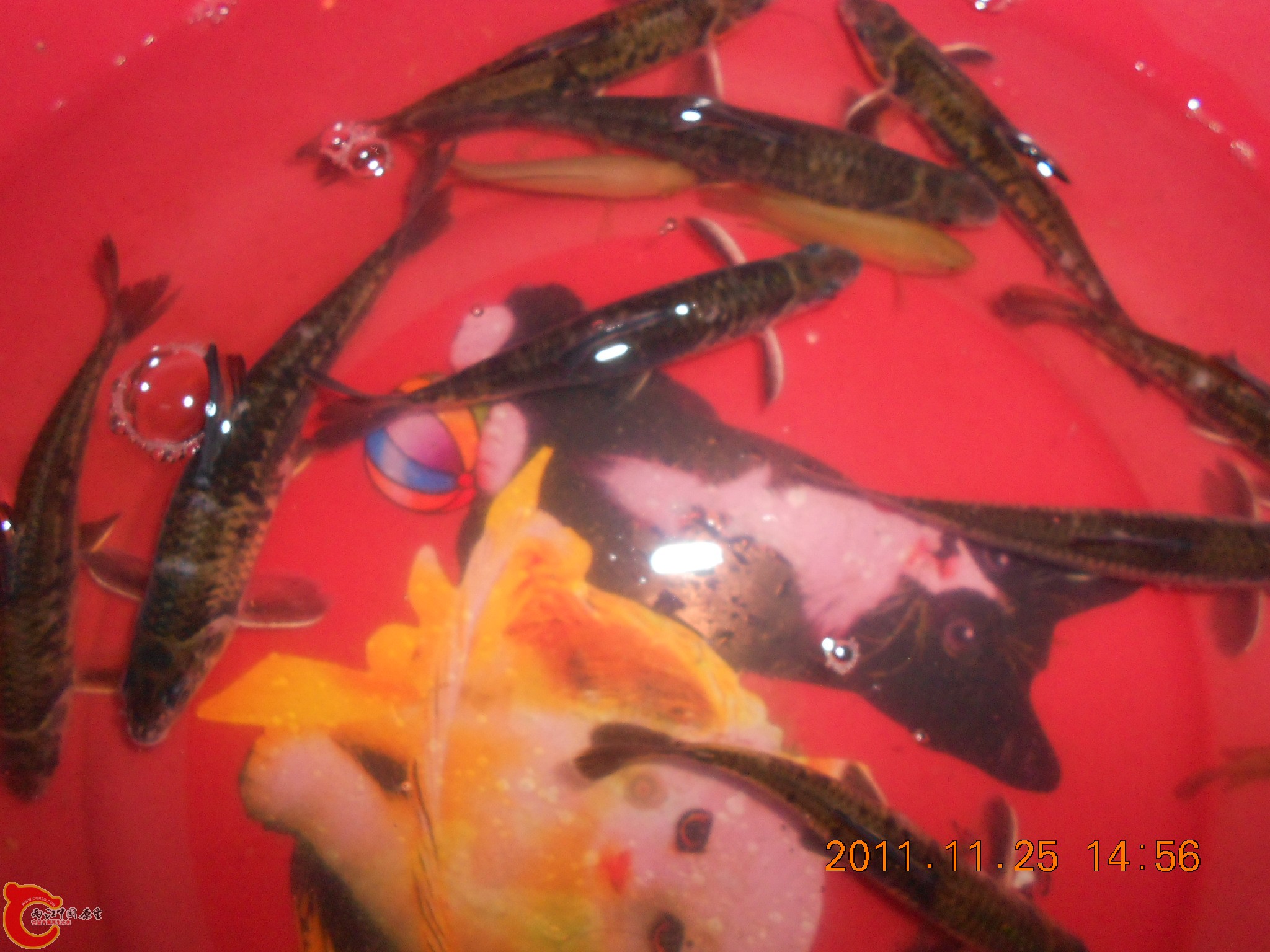 DSCN2227.JPG