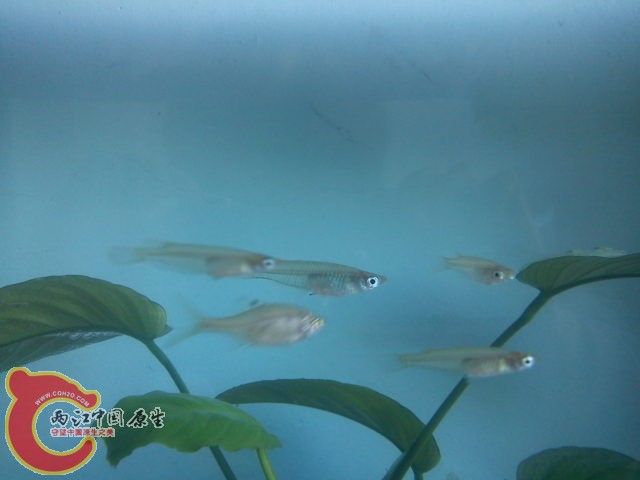 青鳉鱼