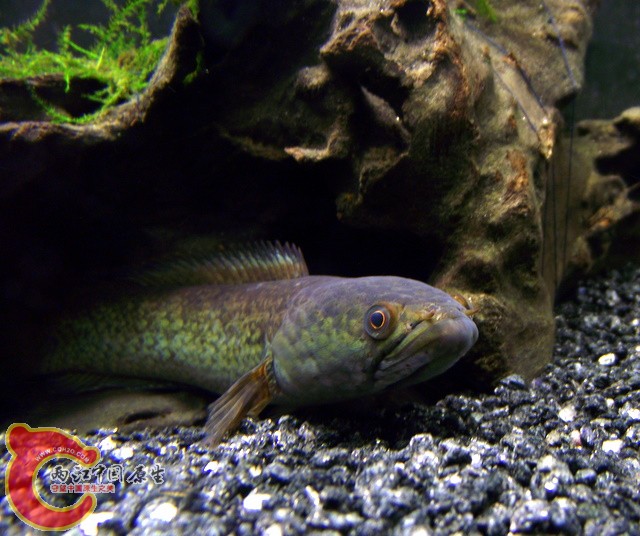 DSCF0163.jpg