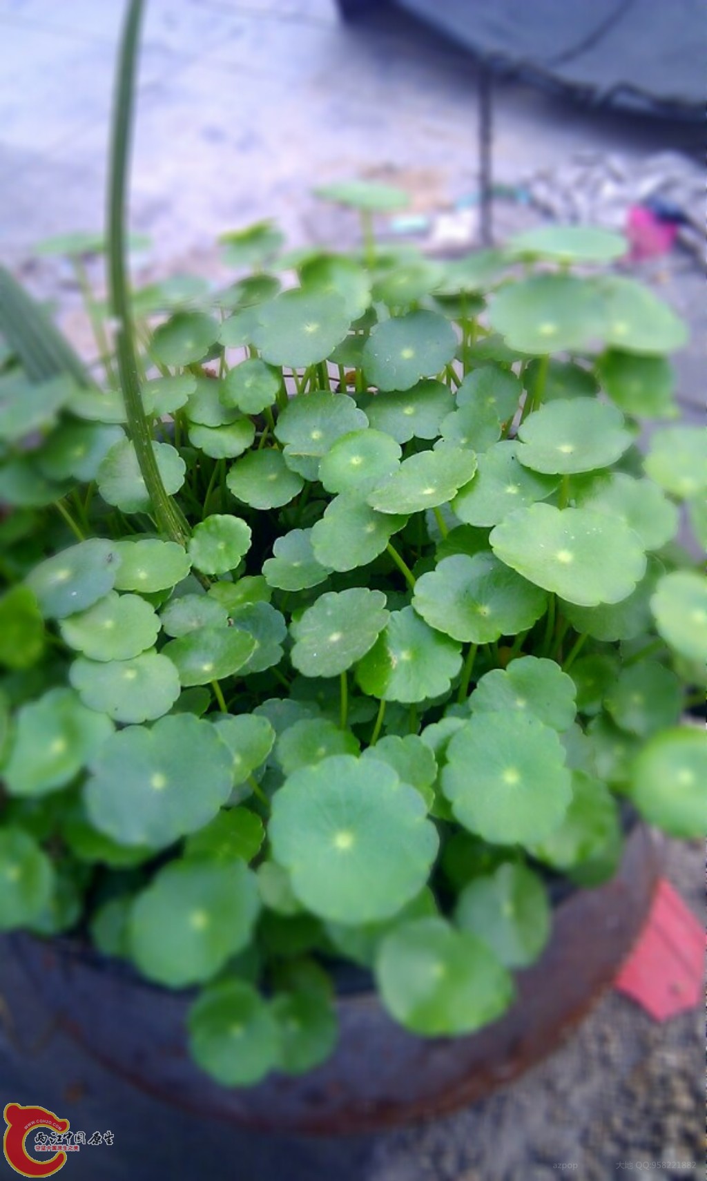 金钱草.jpg