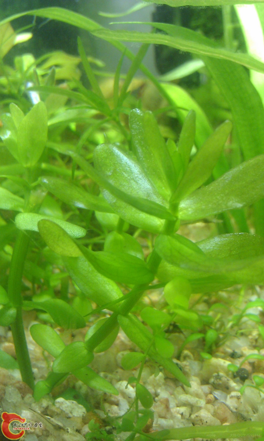 绿虎耳水草.jpg