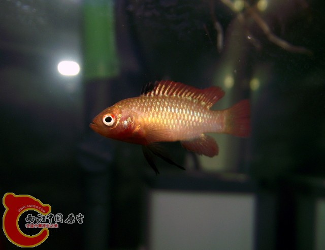 网速不好  传几次才成功   正式来张变色龙（最大的一条2.7cm）