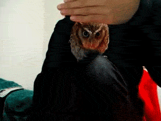 猫头鹰.gif