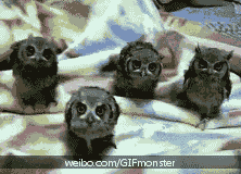 猫头鹰2.gif