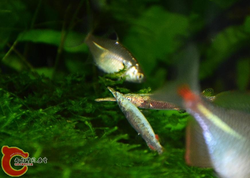DSC_4836.JPG