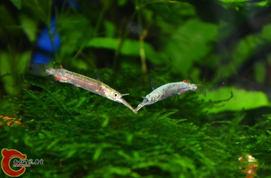 DSC_4837.JPG