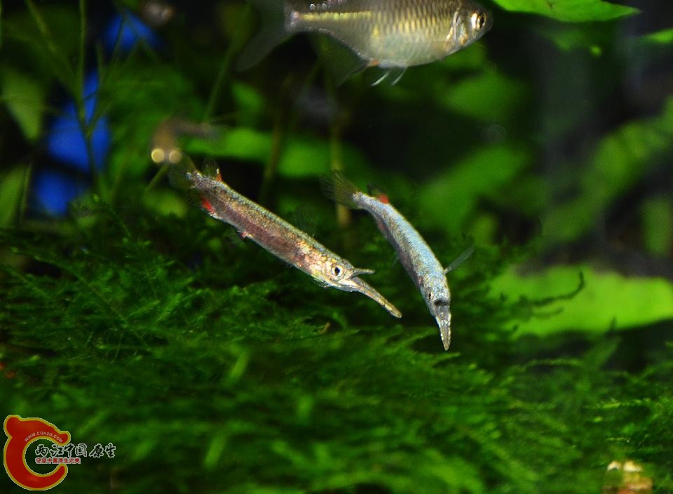 DSC_4839.JPG