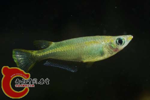 Oryzias curvinotus （弓背青鳉）.jpg
