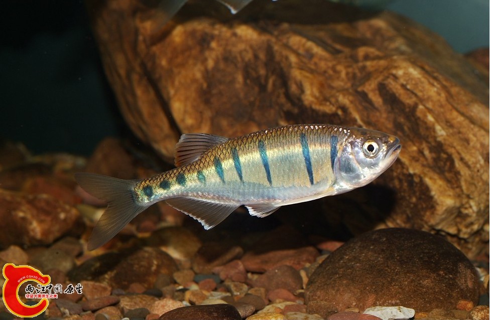 丽色低线鱲Barilius pulchellus Smith.jpg