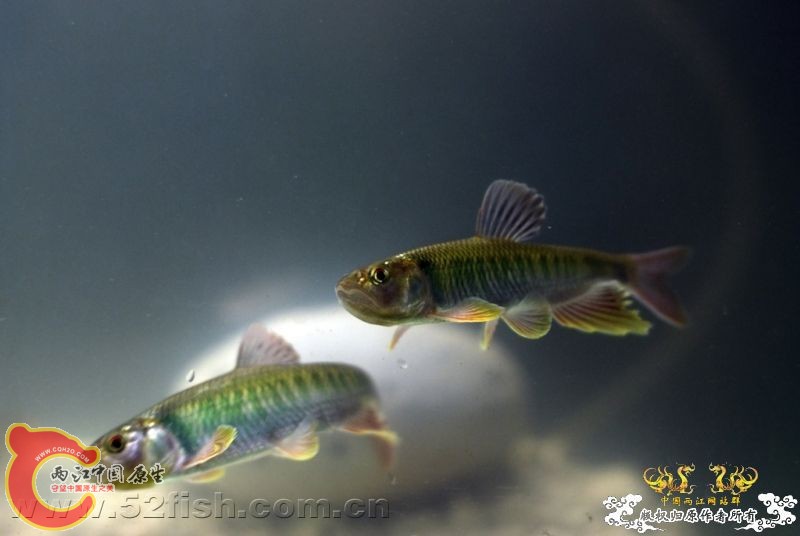 马口鱼Opsariichthys bidens.jpg