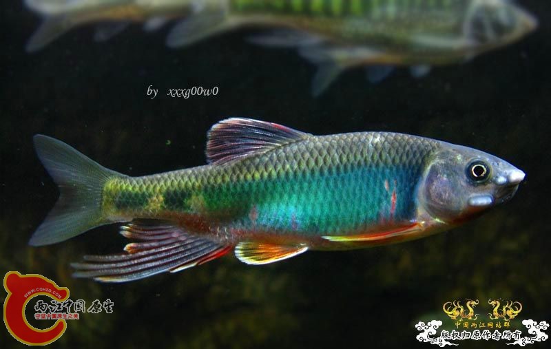 平颌鱲Zacco platypus.jpg