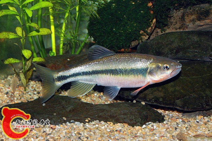 台湾纵纹鱲Candidia barbata.jpg