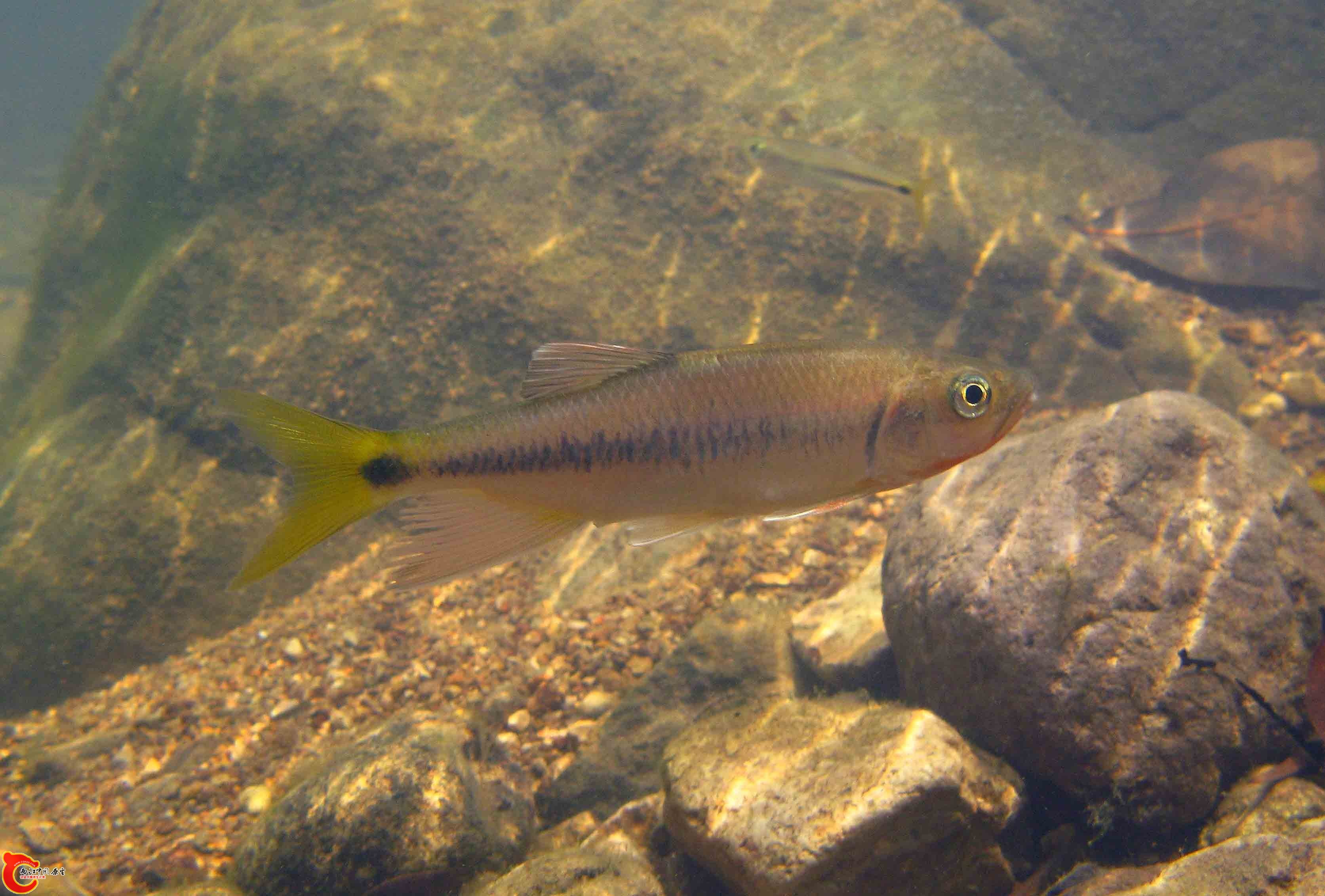 异鱲Parazacco spilurus.jpg