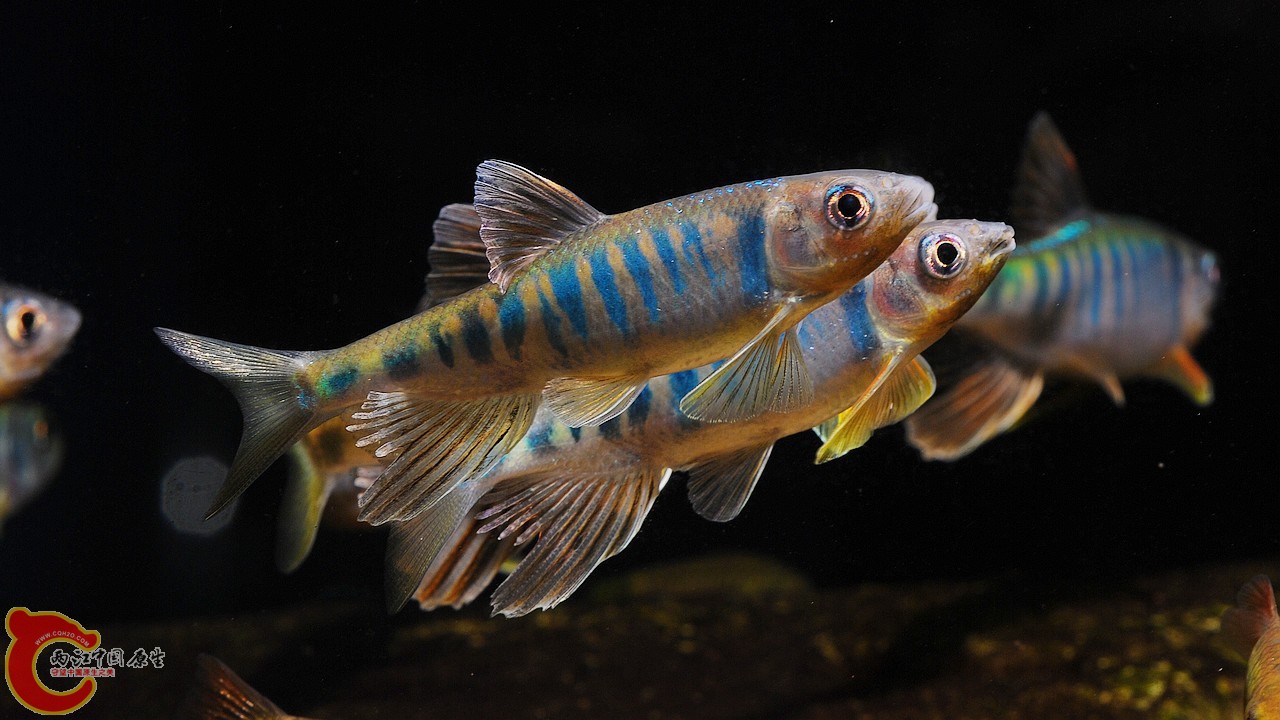 长鳍马口鱲Opsariichthys evolans.jpg