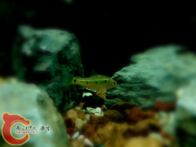 DSC00176_副本.jpg