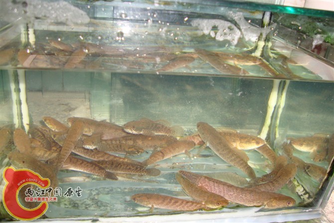 psb44.jpg