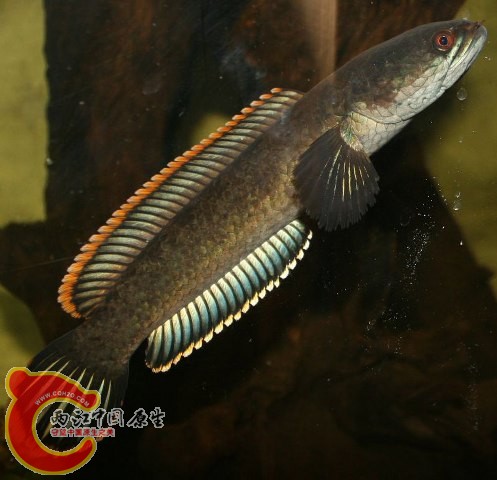 c-gachua.jpg