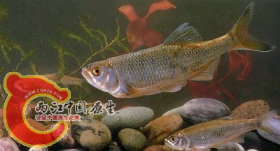 滇西低线鱲Barilius barila (Hamilton).jpg