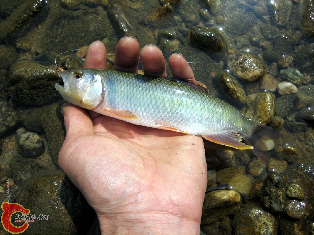 海南马口Opsariichthys hainanensis.jpg