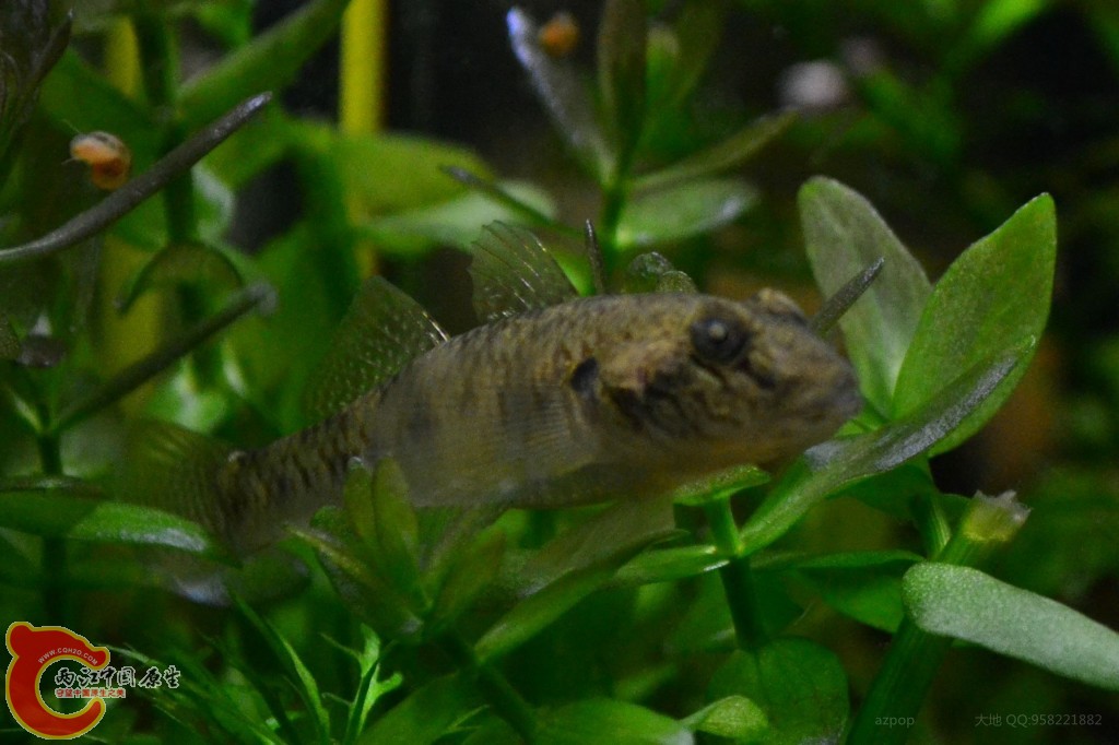 子陵虾虎 (3).jpg