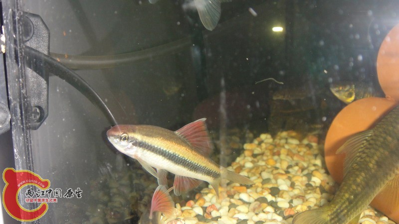 DSC08541_缩小大小.JPG
