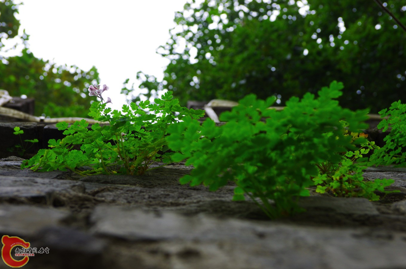 IMGP0755.jpg