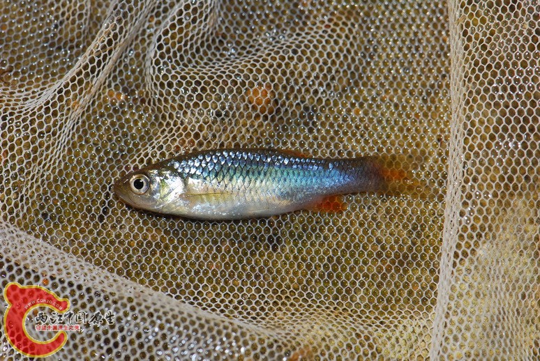 拟细鲫.jpg