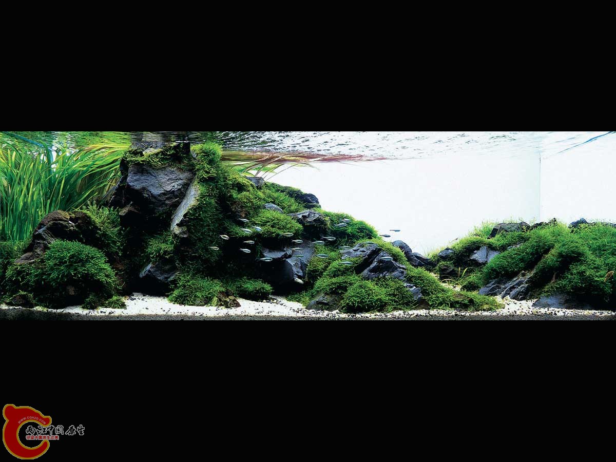 ADA2011-0001#-1  (11).jpg