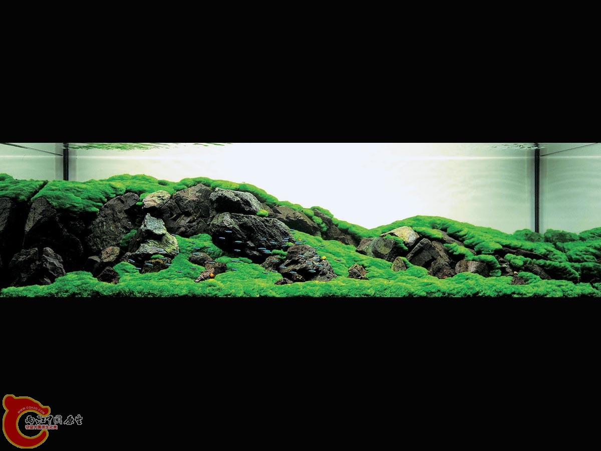 ADA2011-0001#-1  (12).jpg