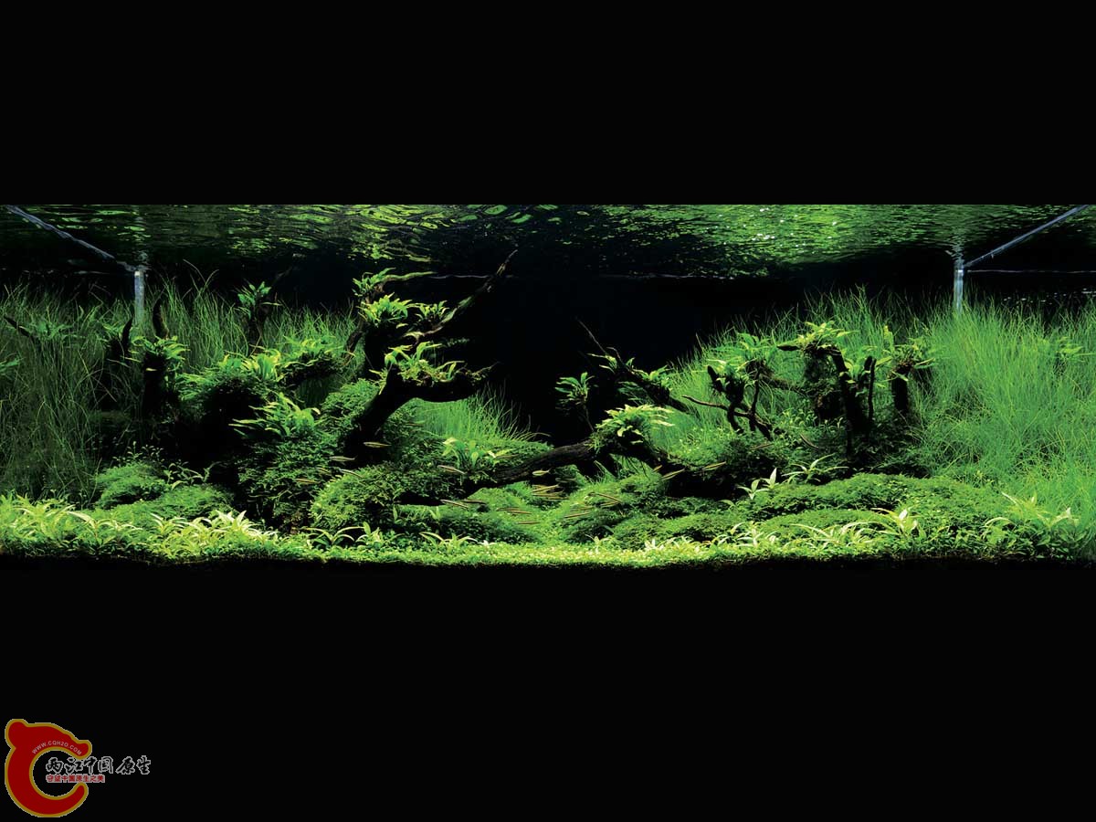 ADA2011-0001#-1  (13).jpg