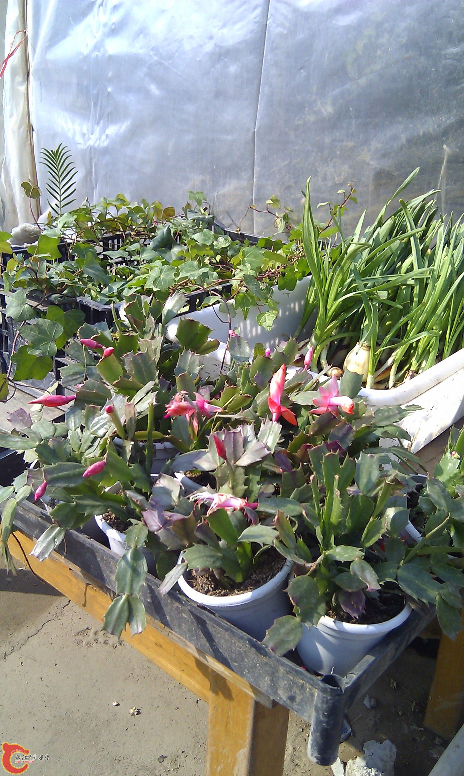20111216-1812.JPG