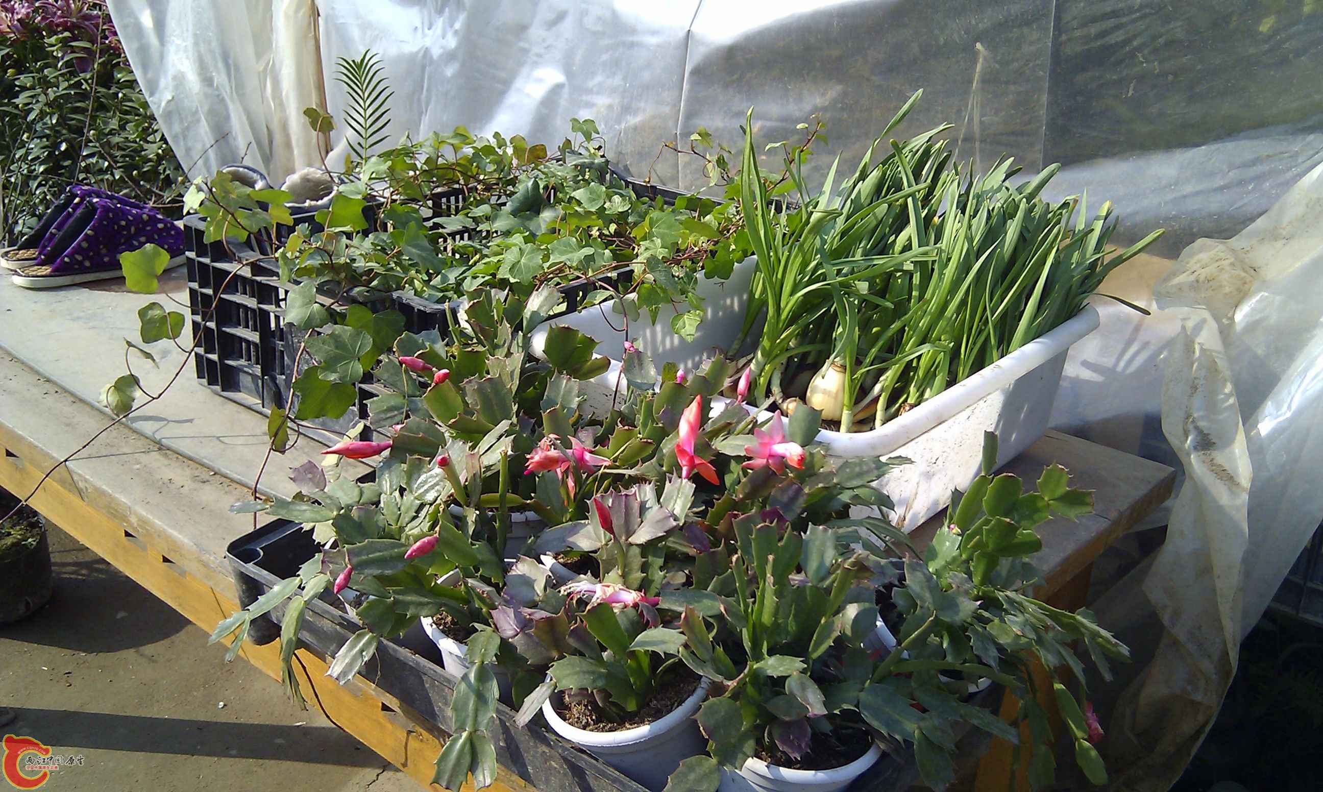 20111216-1813.JPG