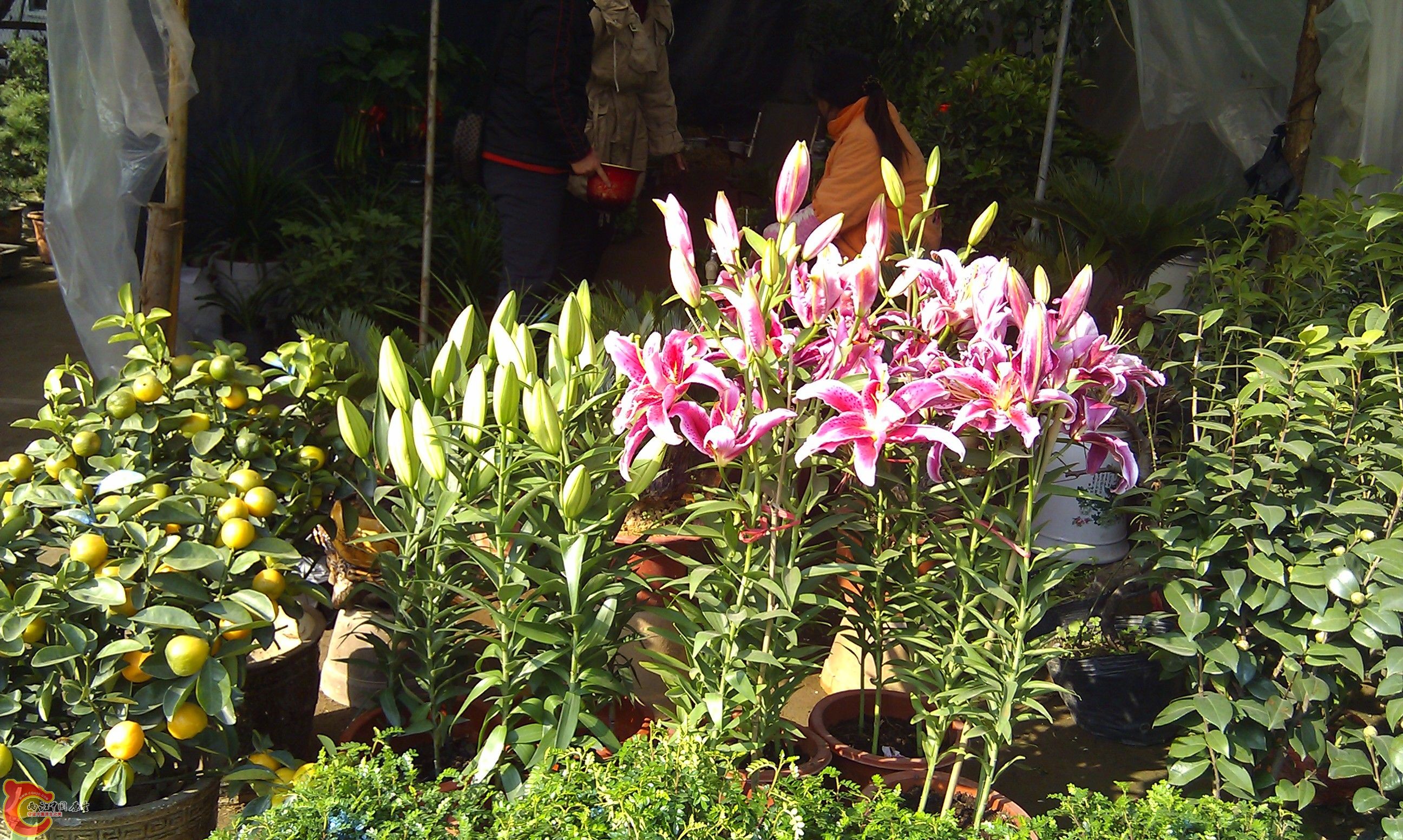 20111216-1818.JPG