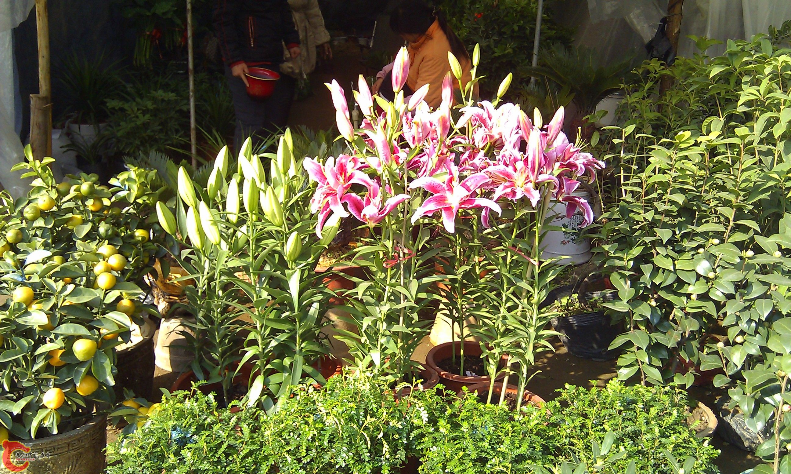 20111216-1819.JPG