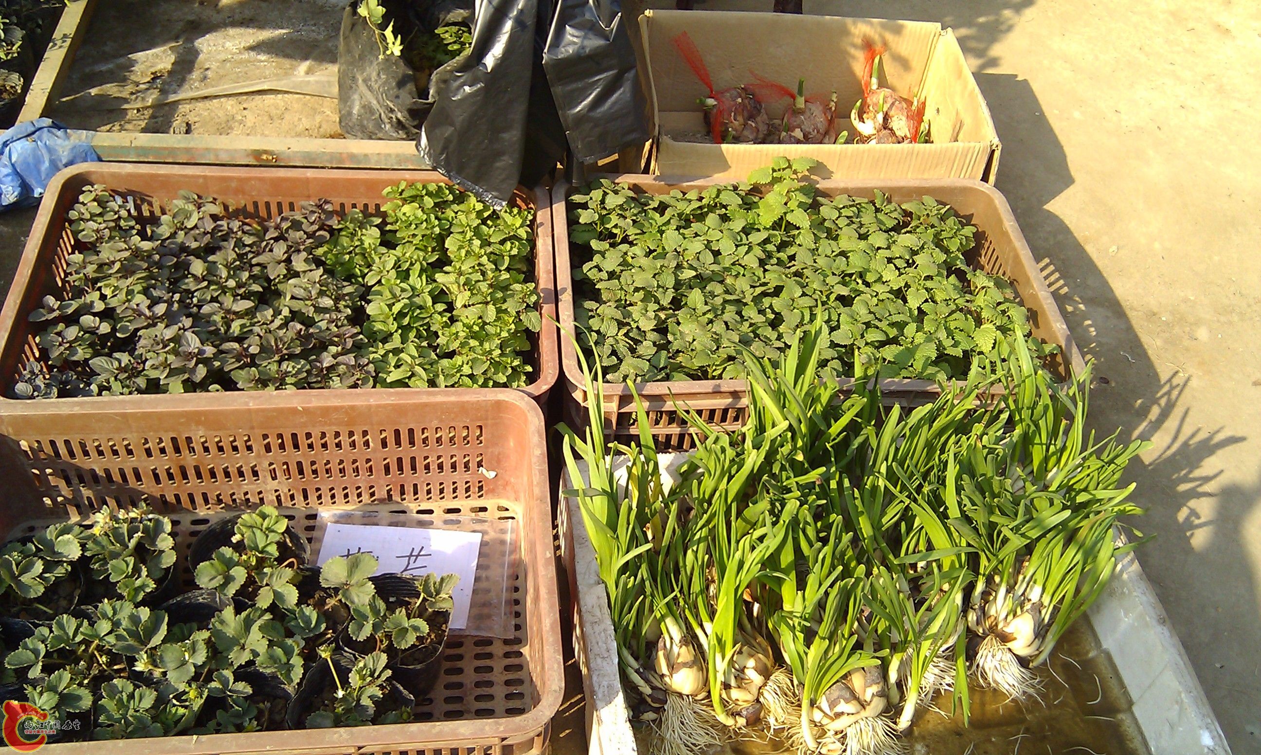 20111216-1823.JPG