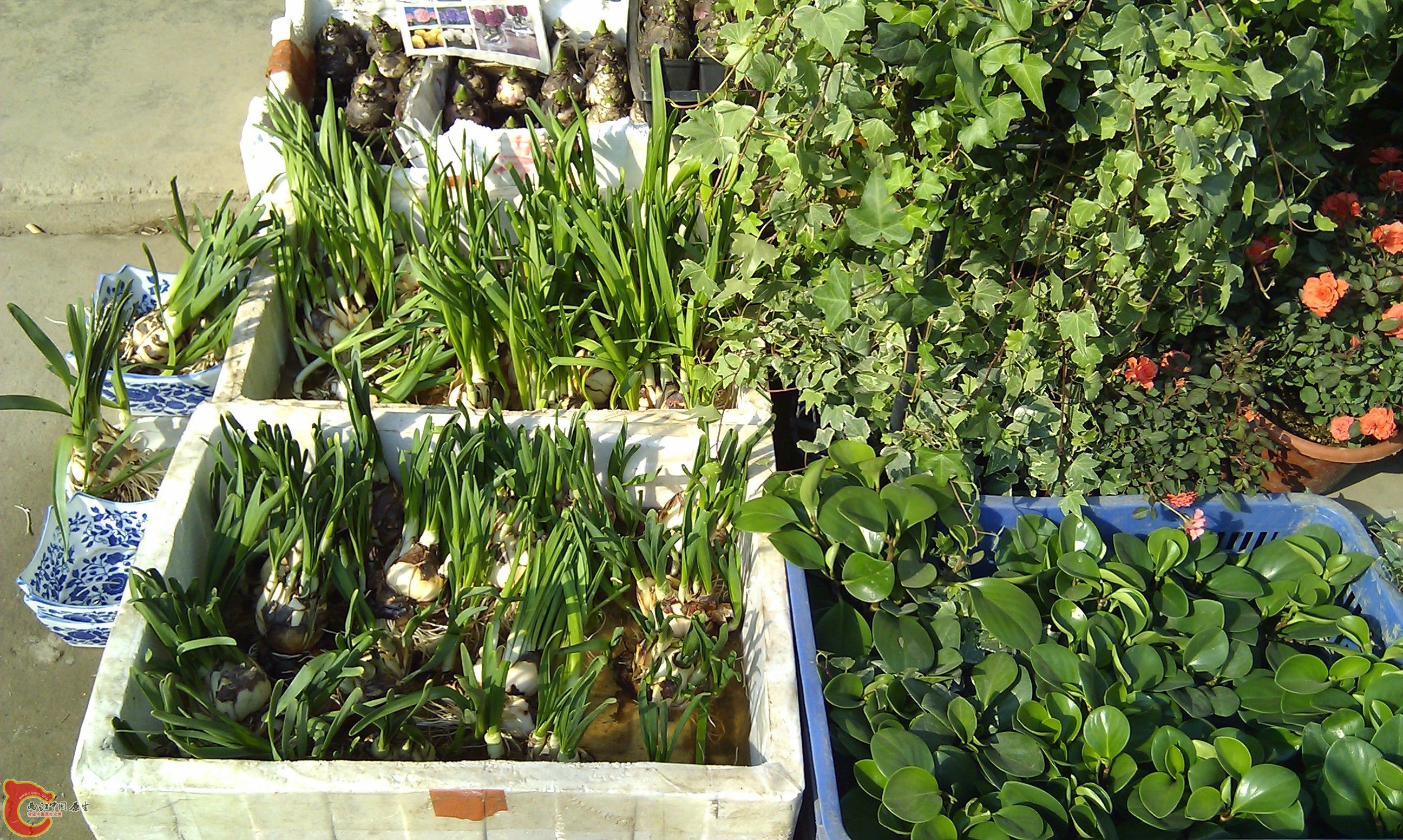 20111216-1830.JPG