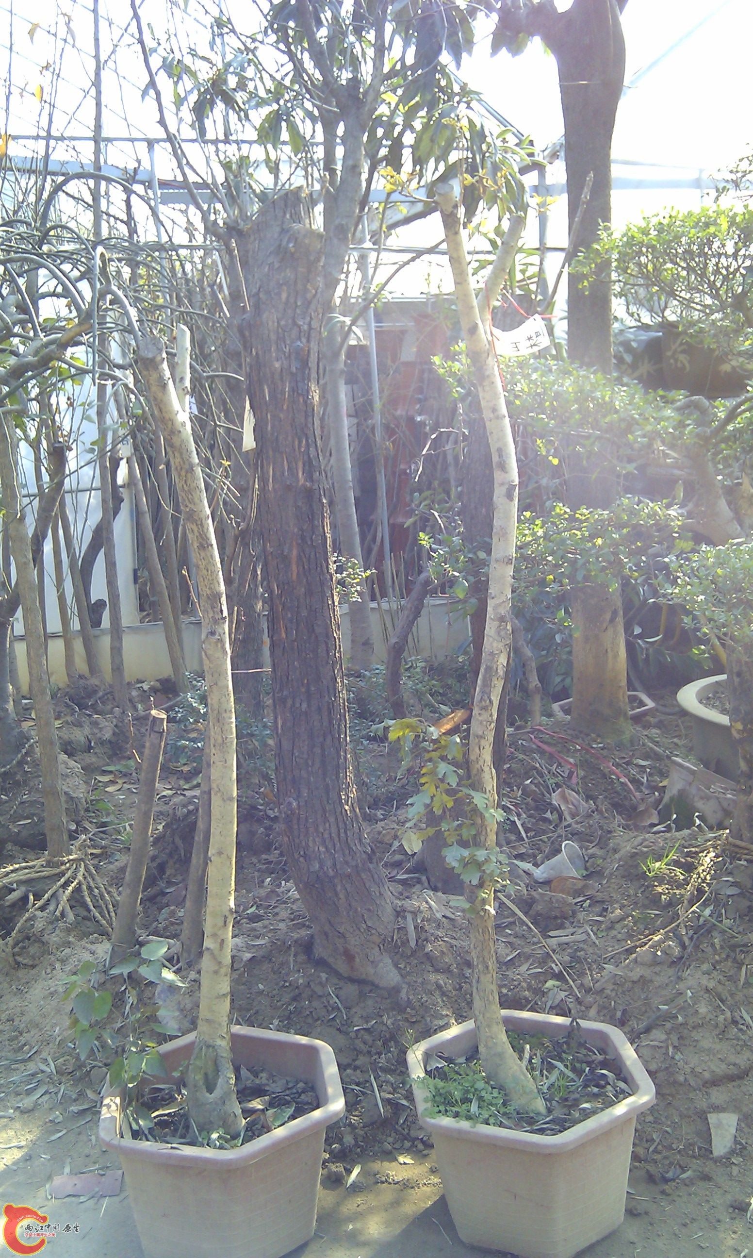 20111216-1841.JPG