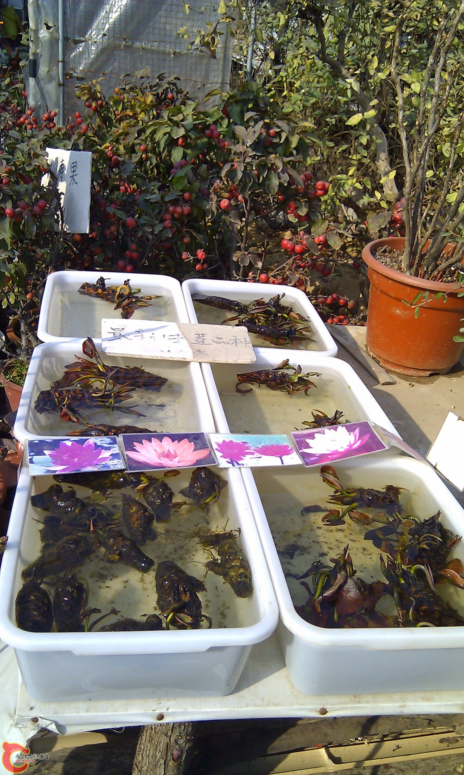 20111216-1843.JPG