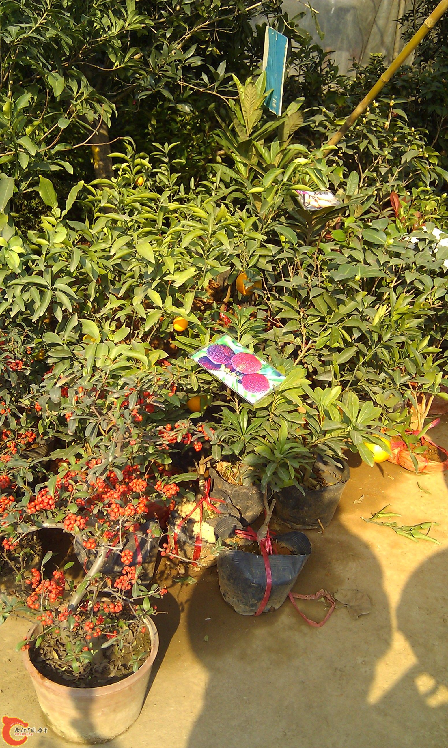 20111216-1845.JPG
