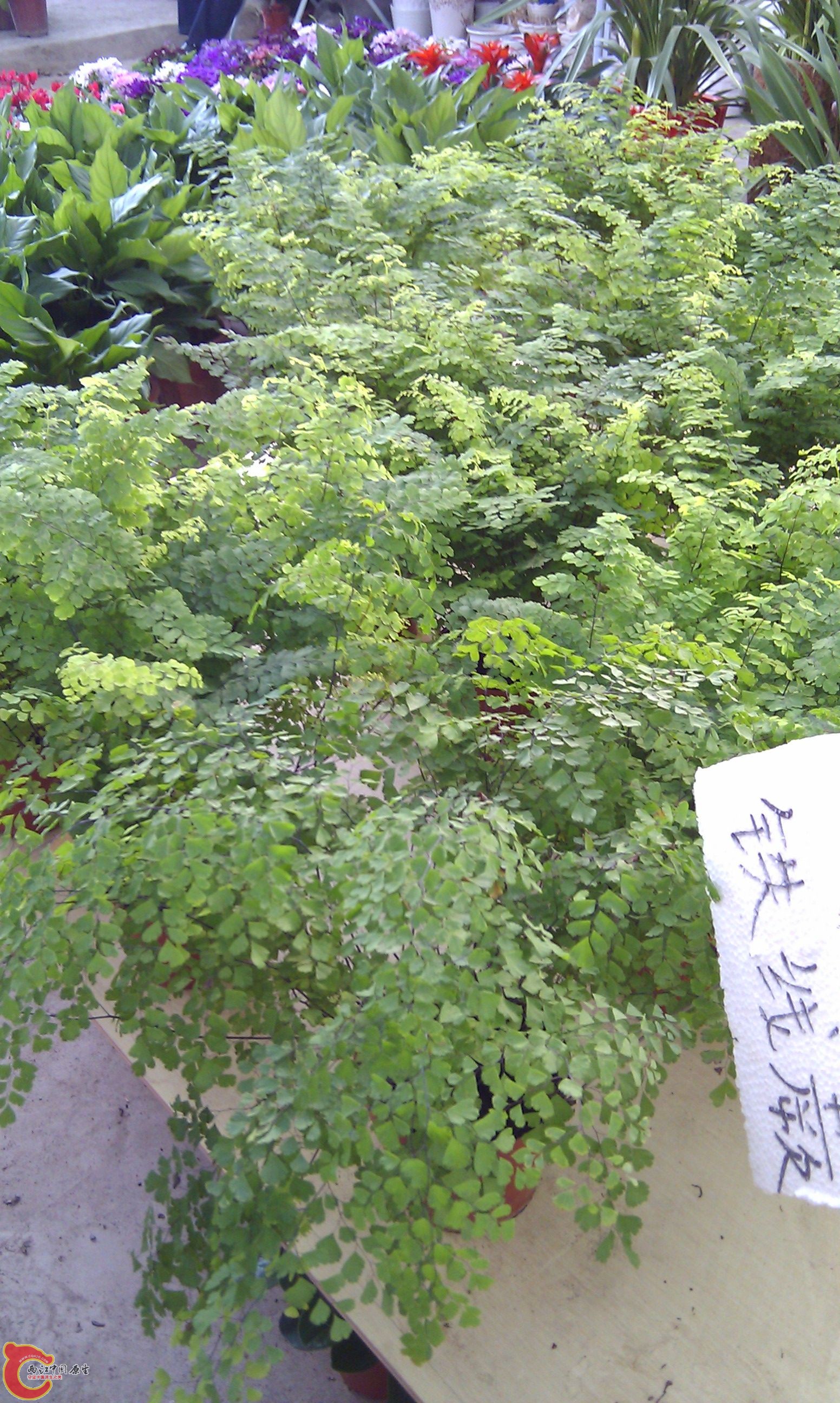 20111216-1871.JPG