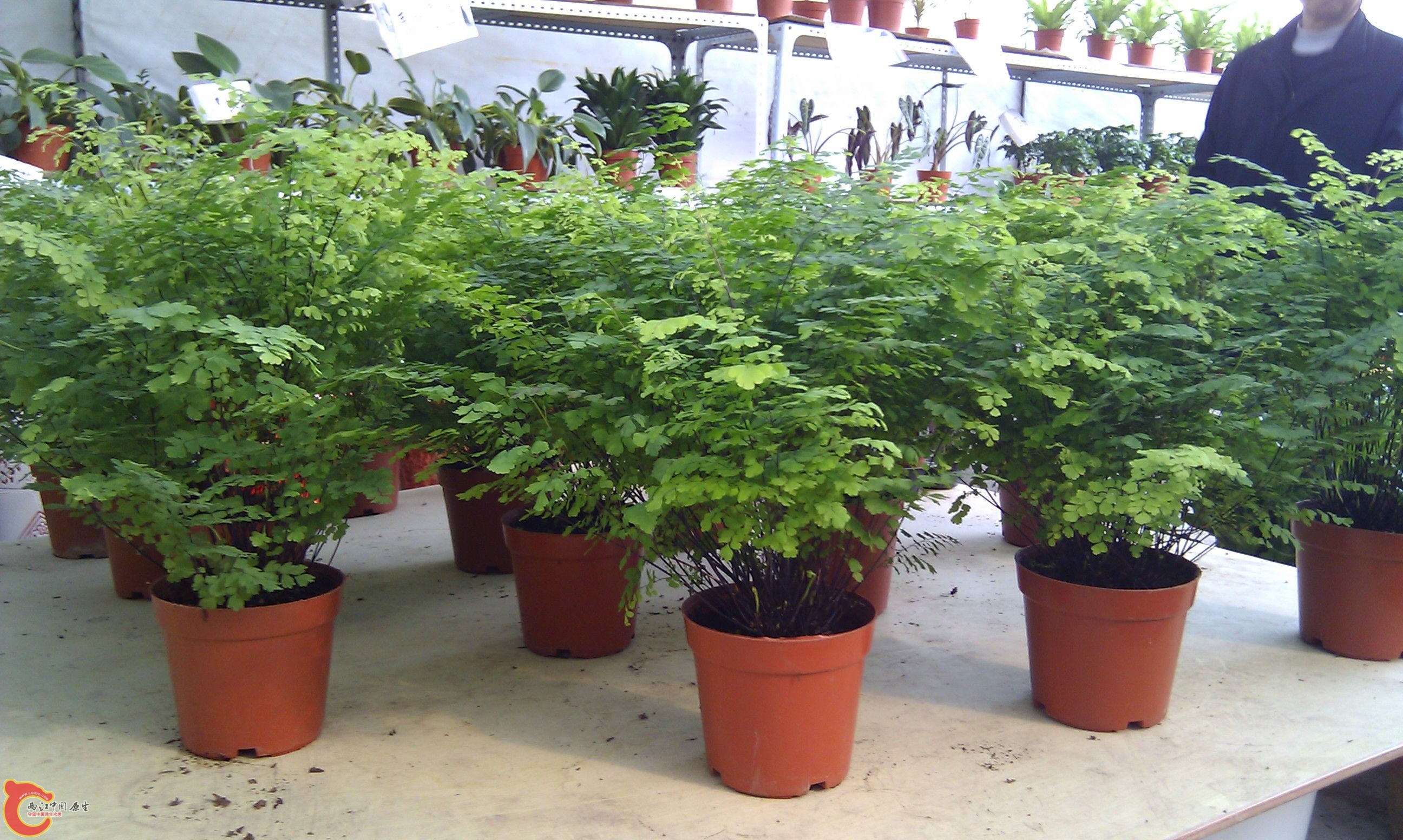 20111216-1874.JPG