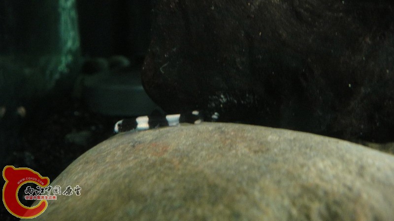 DSC08718_缩小大小.JPG